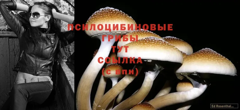 Псилоцибиновые грибы Psilocybine cubensis  Балей 